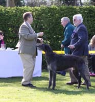 CLOWESWOOD ACER OF PEOPLETON